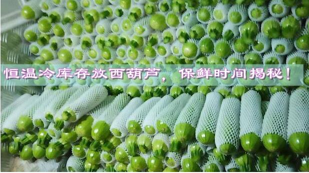 恒溫冷庫存放西葫蘆，保鮮時間揭秘!