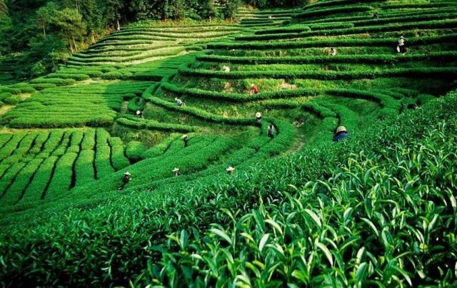 上海建1000㎡茶葉冷庫(kù)（冷藏、冷凍庫(kù)倉(cāng)庫(kù)）安裝預(yù)算多少錢(qián)