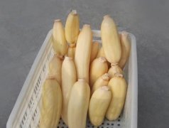 100噸的蓮藕怎么保鮮,蓮藕保鮮庫設計及造價